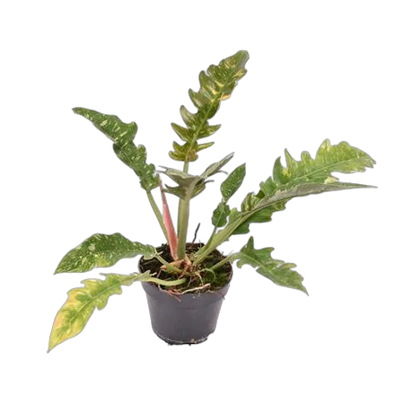 Филодендрон Нарроу Вариегатный  - Philodendron Narrow ring Of Fire D15 H35