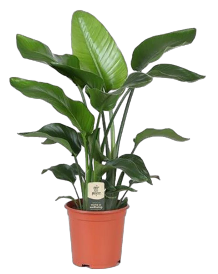 Стрелиция Николай - Strelitzia Nicolai D21 H80