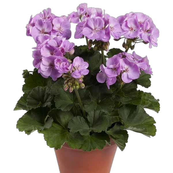 Герань (пеларгония) розовая - Pelargonium D11 H20