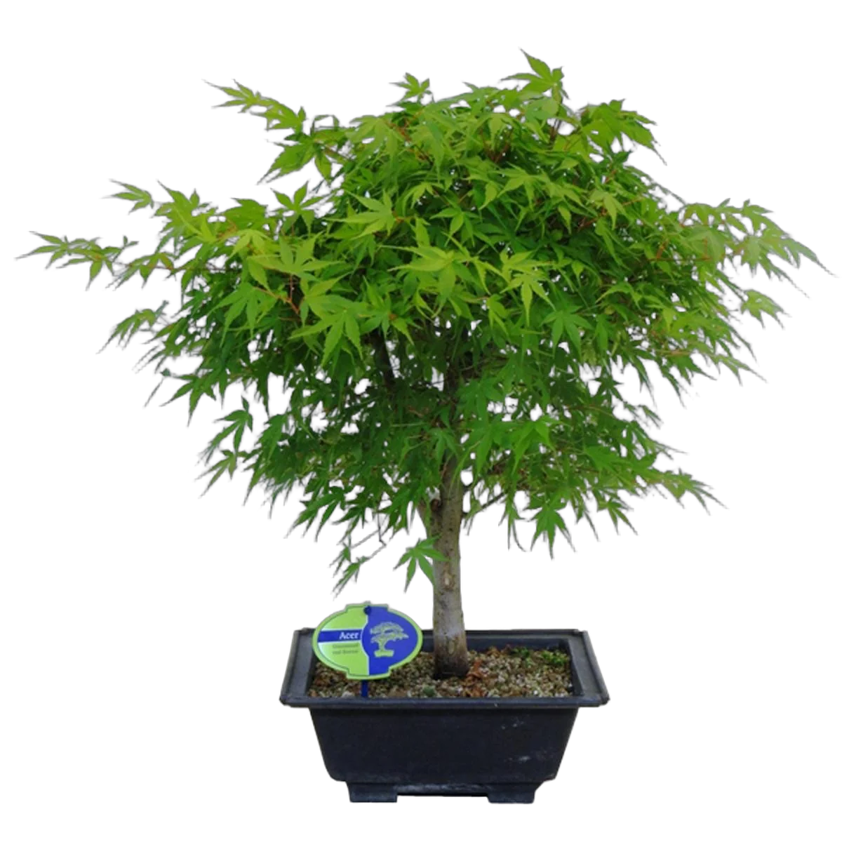 Бонсай клен дланевидный D24 H50