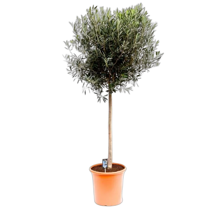 Оливковое дерево, маслина европейская - Olea europaea H40 H175