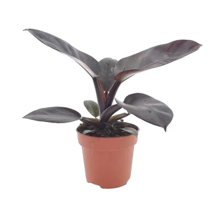 Филодендрон Блэк кардинал - Philodendron Black Cardinal D12 H25