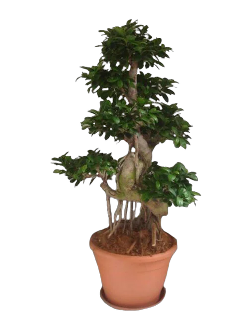 Бонсай Фикус Микрокарпа многостволовой - Bonsai Ficus microcarpa D35 H110