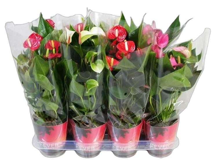Антуриум Андреанум - Anthurium Andreanum mix D17 H65