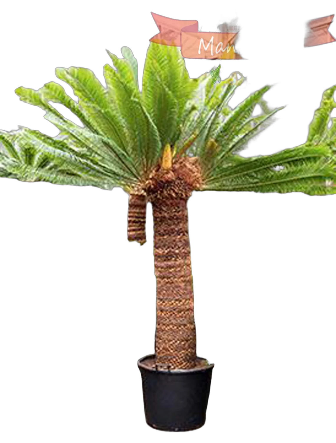 Пальма Цикас революта – Cycas revoluta D60 H300