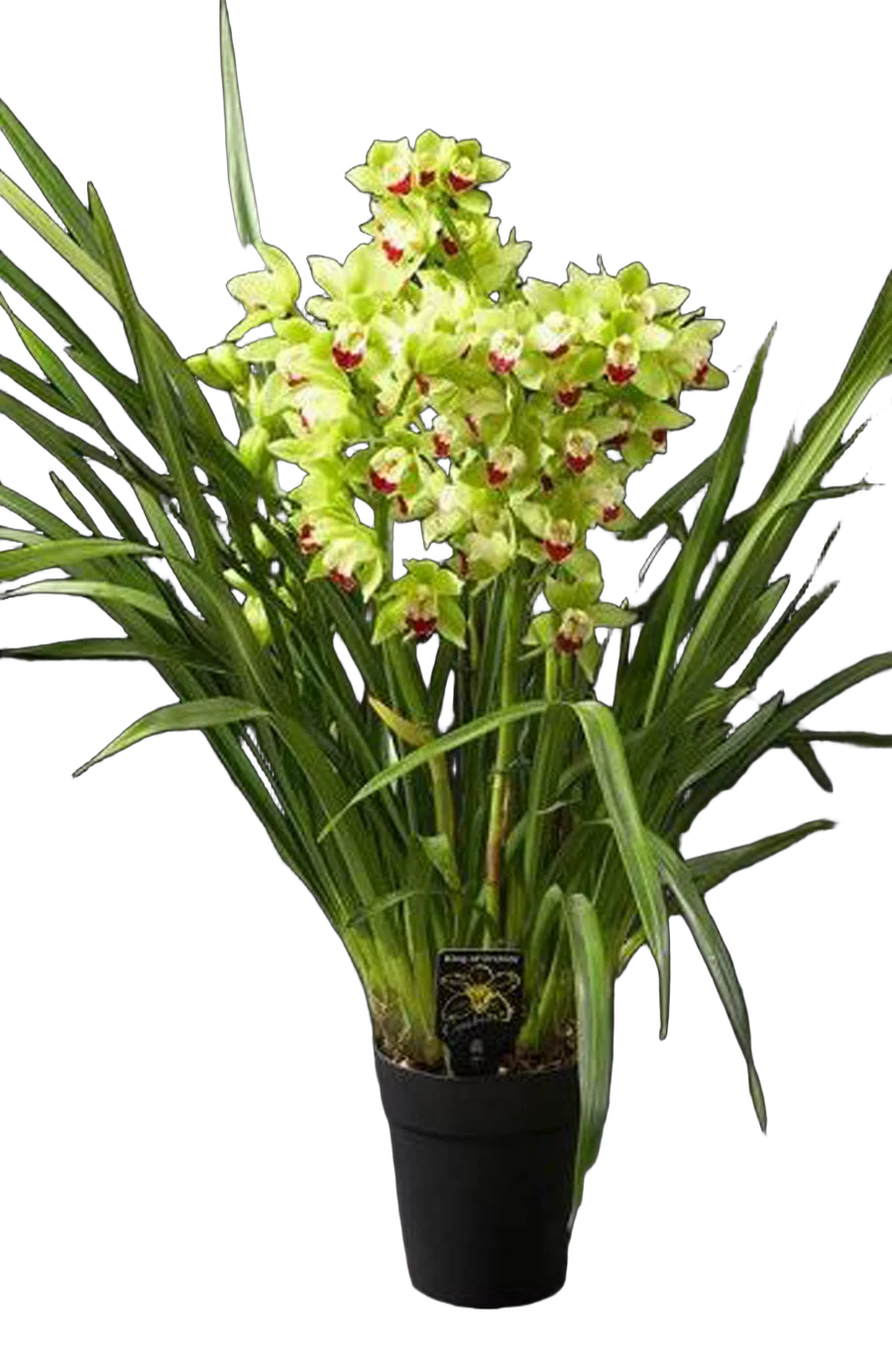 Цимбидиум Green Breeze - Cymbidium  D18 H90