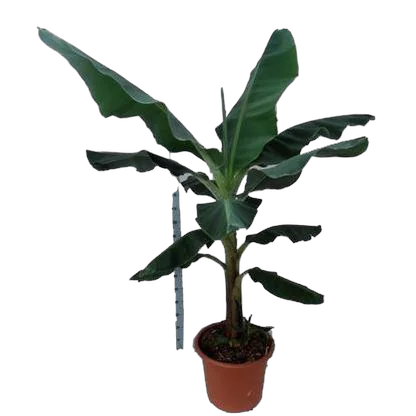 Банан Киевский Карлик D35 H180