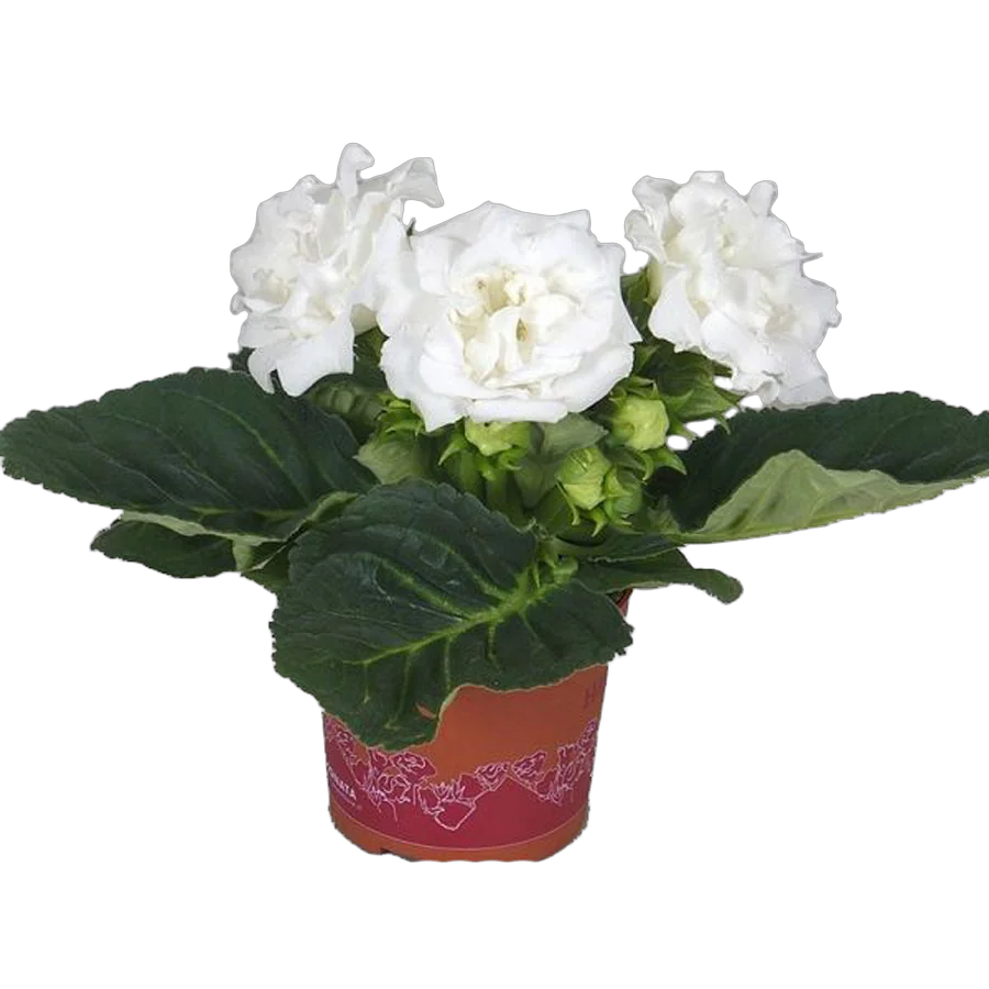 Синингия Вайт - Sinningia D12 H25