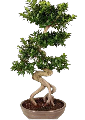Бонсай Фикус Микрокарпа многостволовой - Bonsai Ficus microcarpa D50 H155