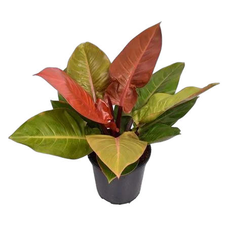 Филодендрон Принц Оранж - Philodendron Prince Of Orange D25 H65