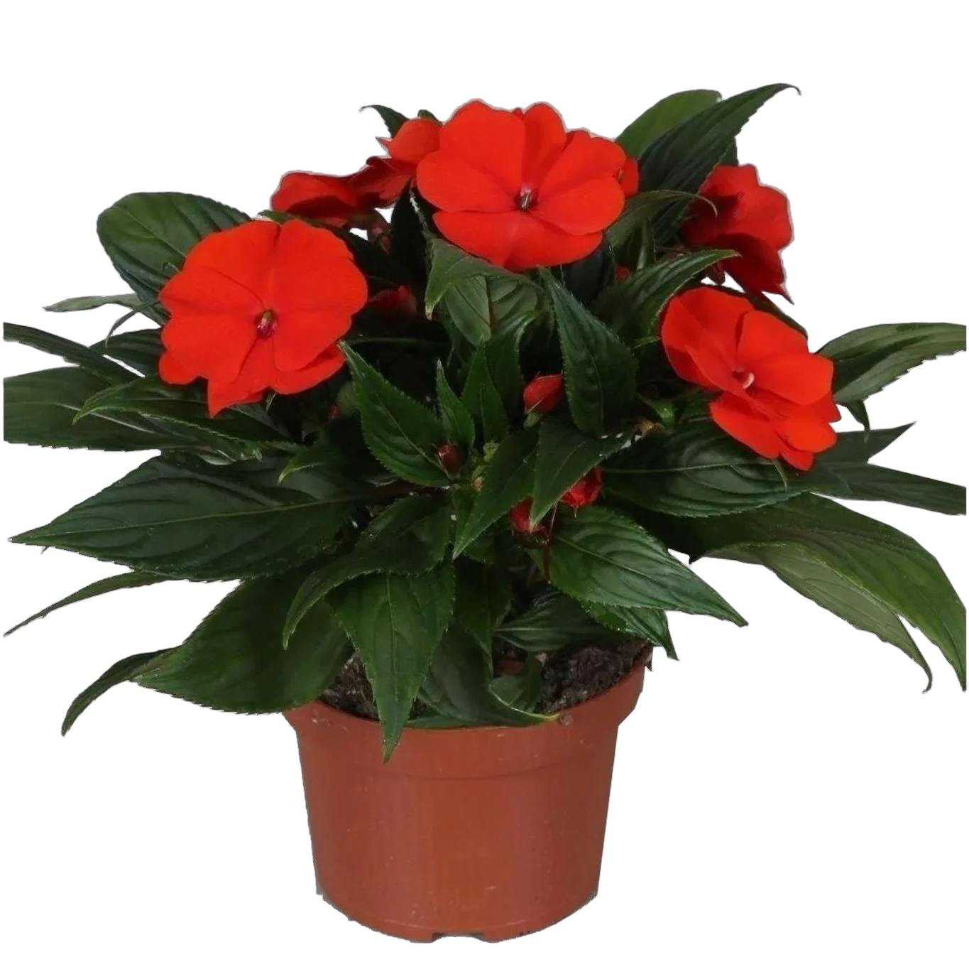 Бальзамин (Импатиенс) - Balsaminaceae D12 H25