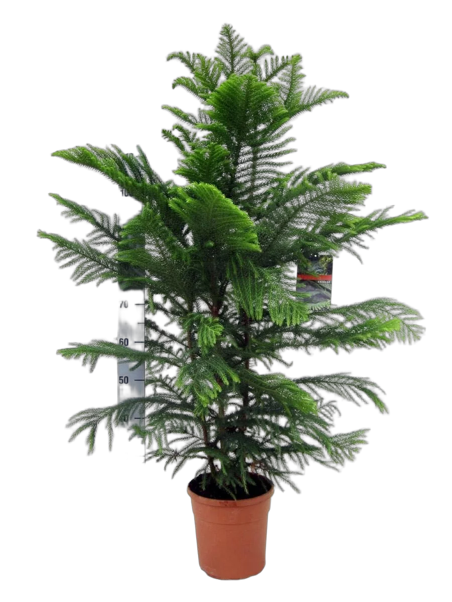 Араукария Хетерофилла - Araucaria D32 H150