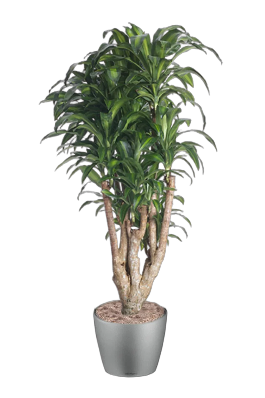 Драцена Массанжеана разветвленная - Dracaena Massangeana D40 H200