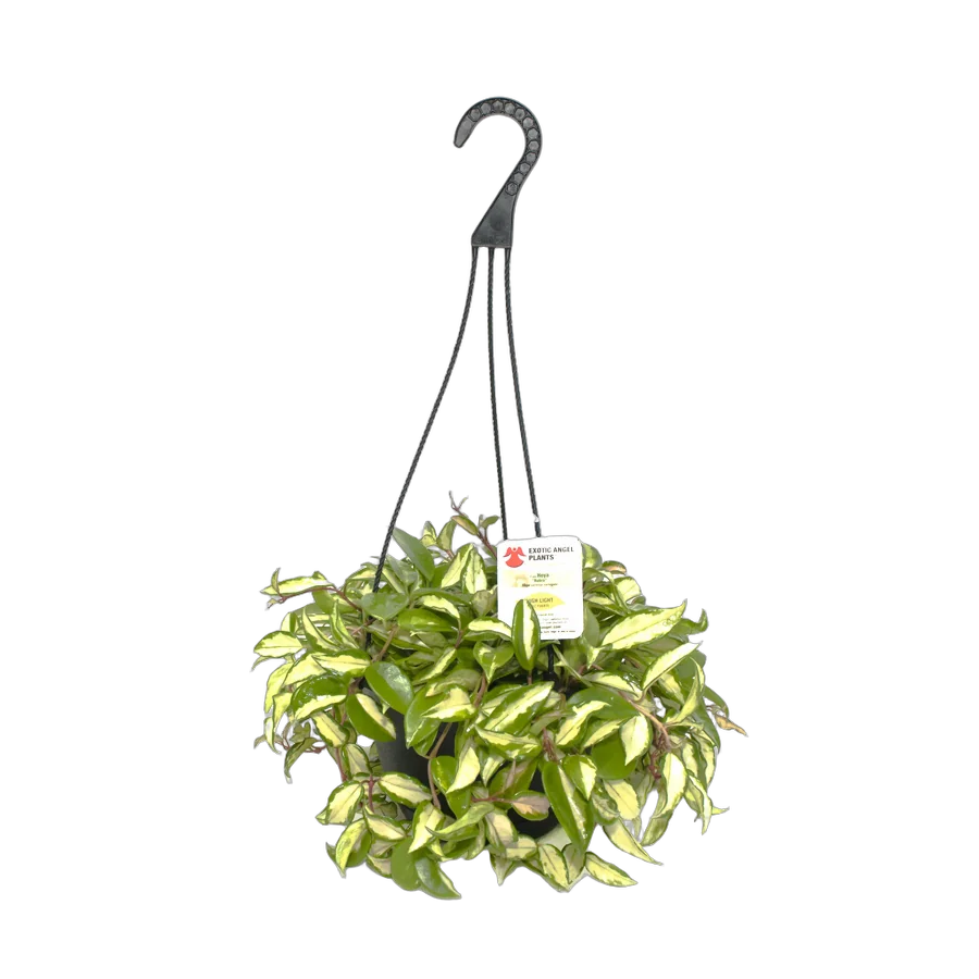 Хойя Карноза Рубра - Hoya carnosa Rubra Basket D18 H35