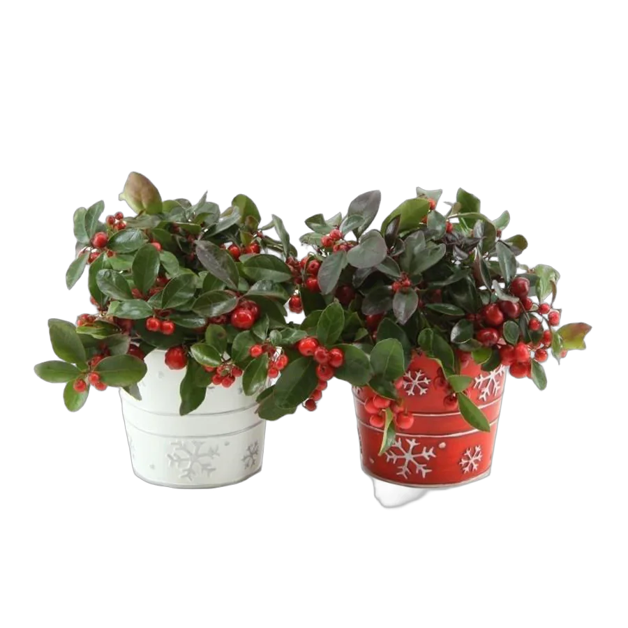 Гаультерия Биг Берри - Gaultheria D11 H18