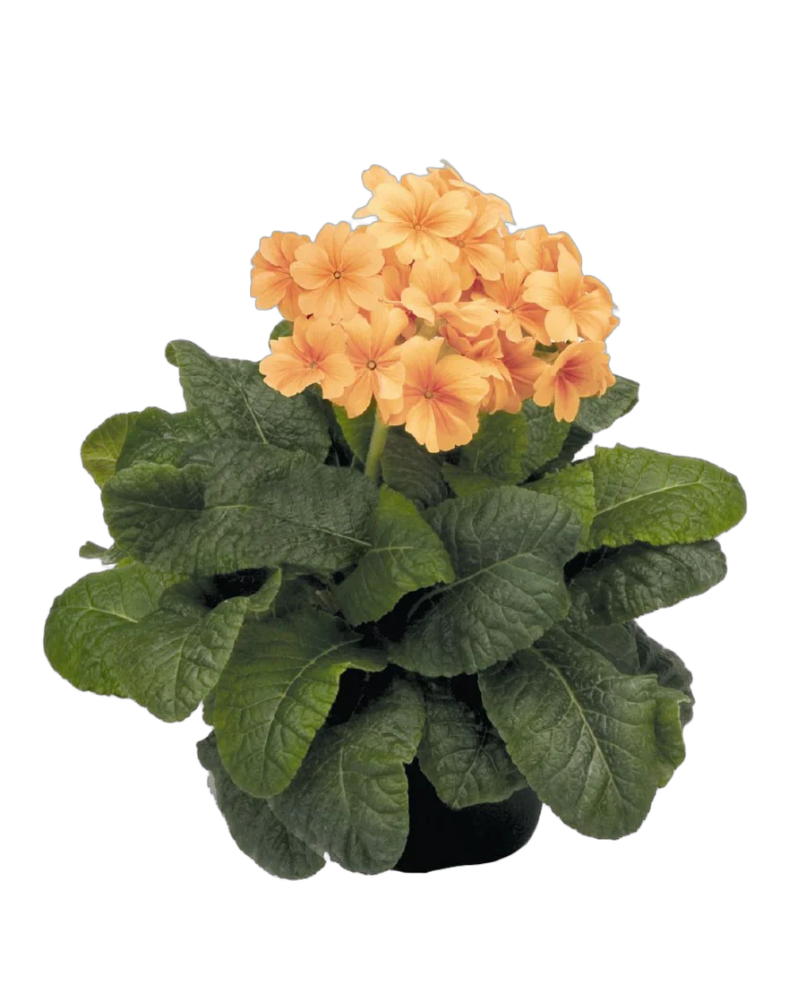 Примула обконика ораньжевая - Primula D9 H15