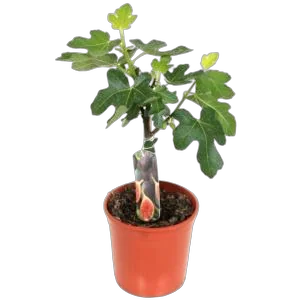 Инжир - Ficus carica D14 H35