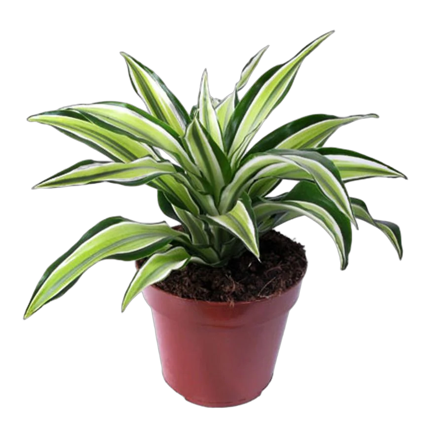 Драцена Фрагранс Санта Роза куст - Dracaena fragrans Santa Rosa D9 H15