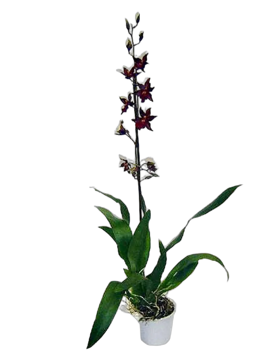 Камбрия 1 цветонос- Cambria D12 H50