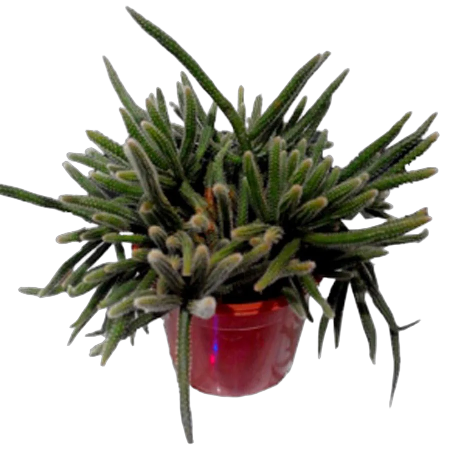 Рипсалис ужасный - Rhipsalis baccifera ssp horrida D12 H20