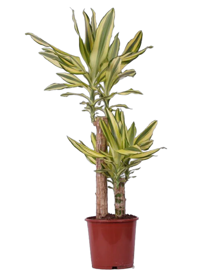 Драцена фрагранс Еллоу Кост - Dracaena fragrans Yellow Coast D25 H120