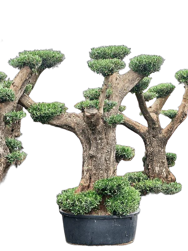 Оливковое дерево, маслина европейская бонсай - Olea europaea D75 H230