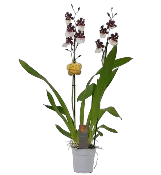 Мильтонидиум Бартли Шварц 2 цветоноса - Miltonidium Bartley Schwartz D12 H65