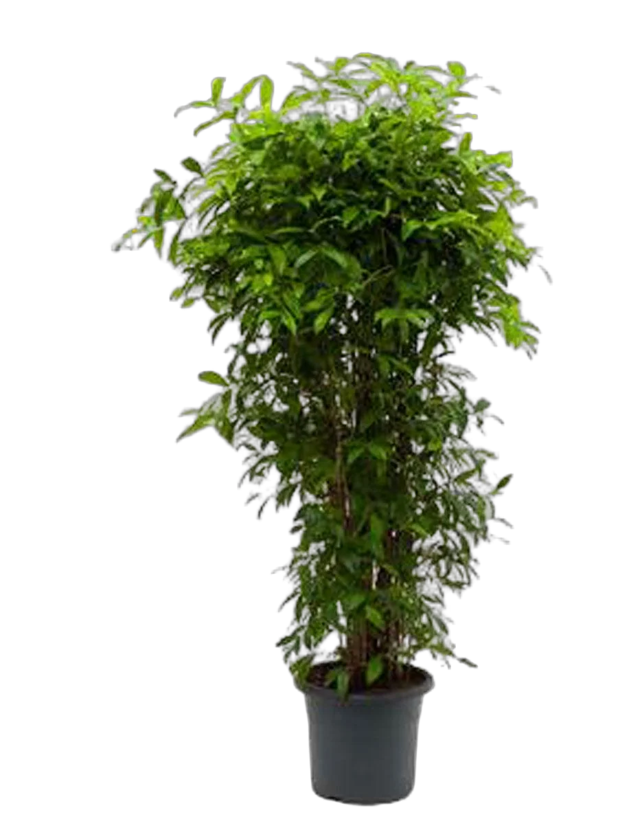 Драцена Годзеффа (Суркулоза) - Dracaena surculosa D42 H200