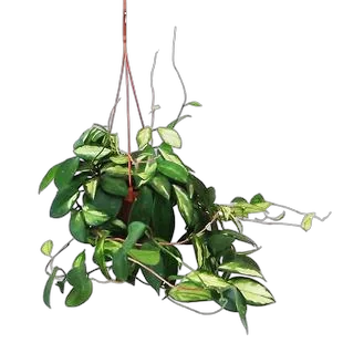 Хойя карноза - Hoya carnosa D15 H25