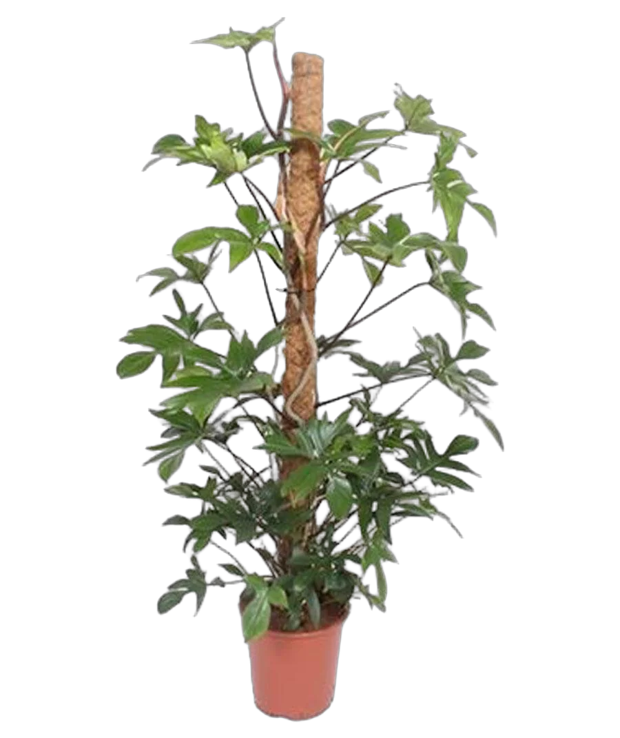Филодендрон стоповидный - Philodendron Pedatum D27 H150