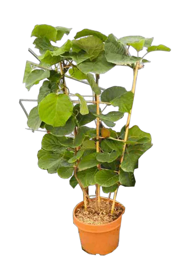 Киви (Актинидия) - Actinidia D15 H60