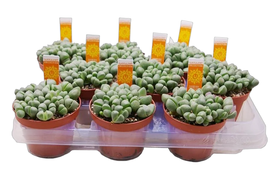 Литопс микс - Lithops spp mix D5 H10