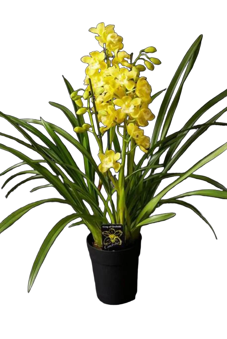 Цимбидиум Dollys Sleeping - Cymbidium D18 H90