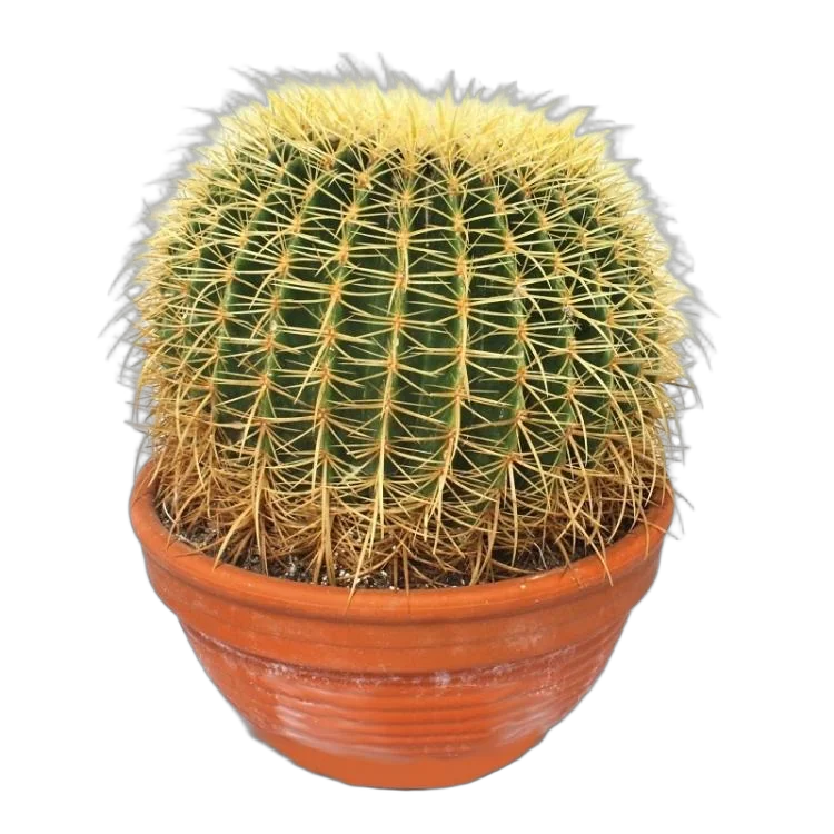 Эхинокактус Грузони - Echinocactus grusonii D30 H30