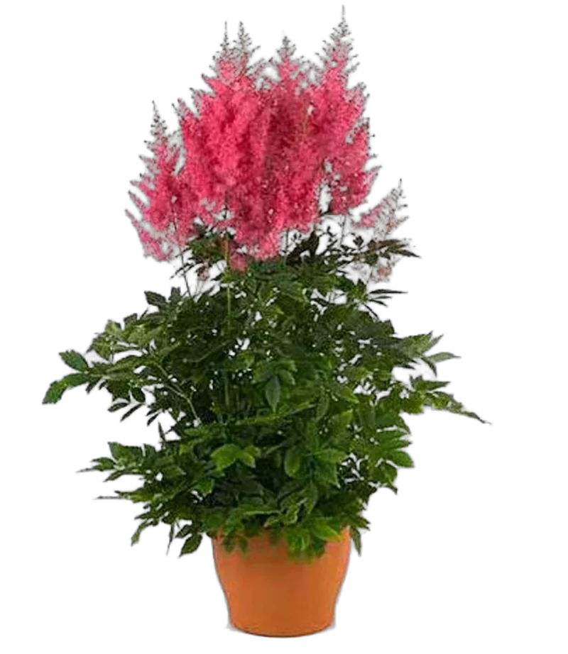 Астильба Арендса Буги Вуги - Astilbe Boogie Woogie D14 H40