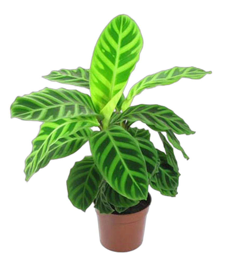 Калатея зебровидная - Calathea zebrina D12 H25