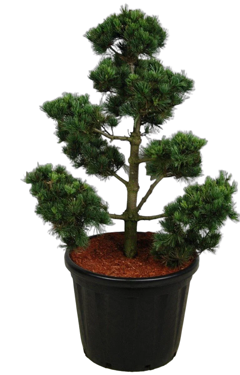 Бонсай Сосна - Bonsai Pinus parv. 'negishi' D60 H155