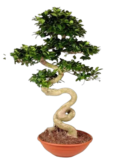 Бонсай Фикус Микрокарпа - Bonsai Ficus microcarpa D55 H160