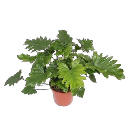 Филодендрон Двоякоперистый Селлоум - Philodendron Bipinnatifidum (selloum) D30 H80