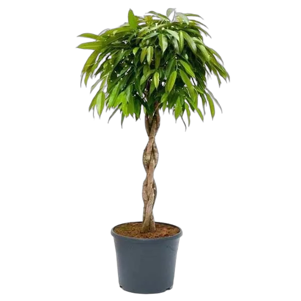 Фикус Биннедика Али косичка - Ficus binnendijkii Alii D30 H130