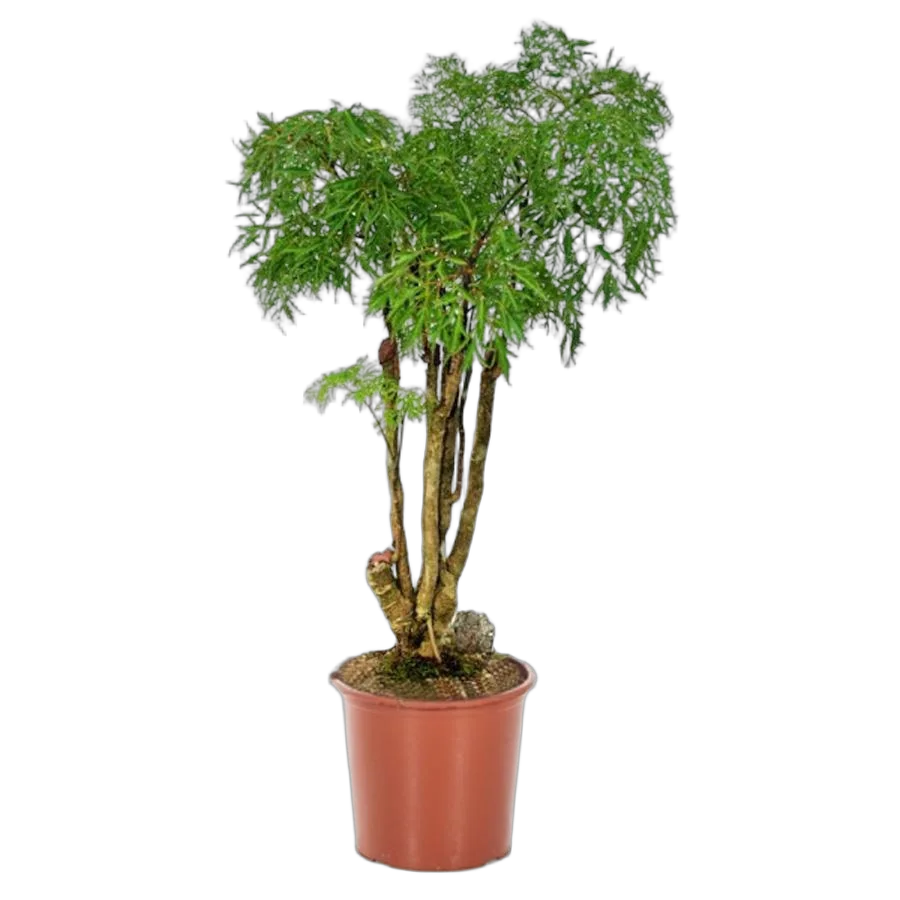 Полисциас Фрутикоза D30 H150