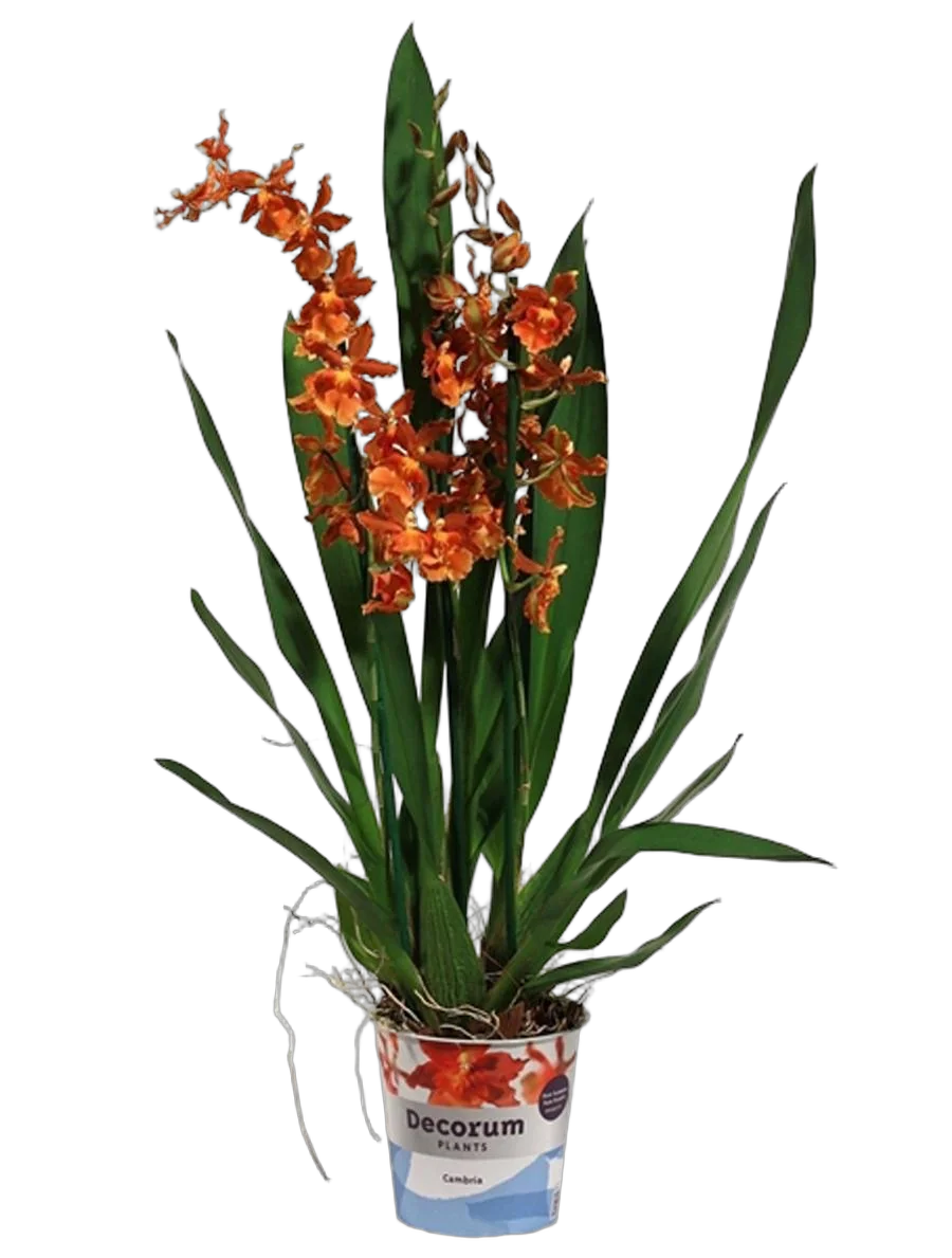 Камбрия Кататанта 2 цветоноса - Cambria Catatante D12 H60