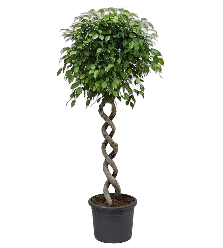 Фикус Бенджамина Экзотика двойная спираль - Ficus benjamina Exotica D55 H250