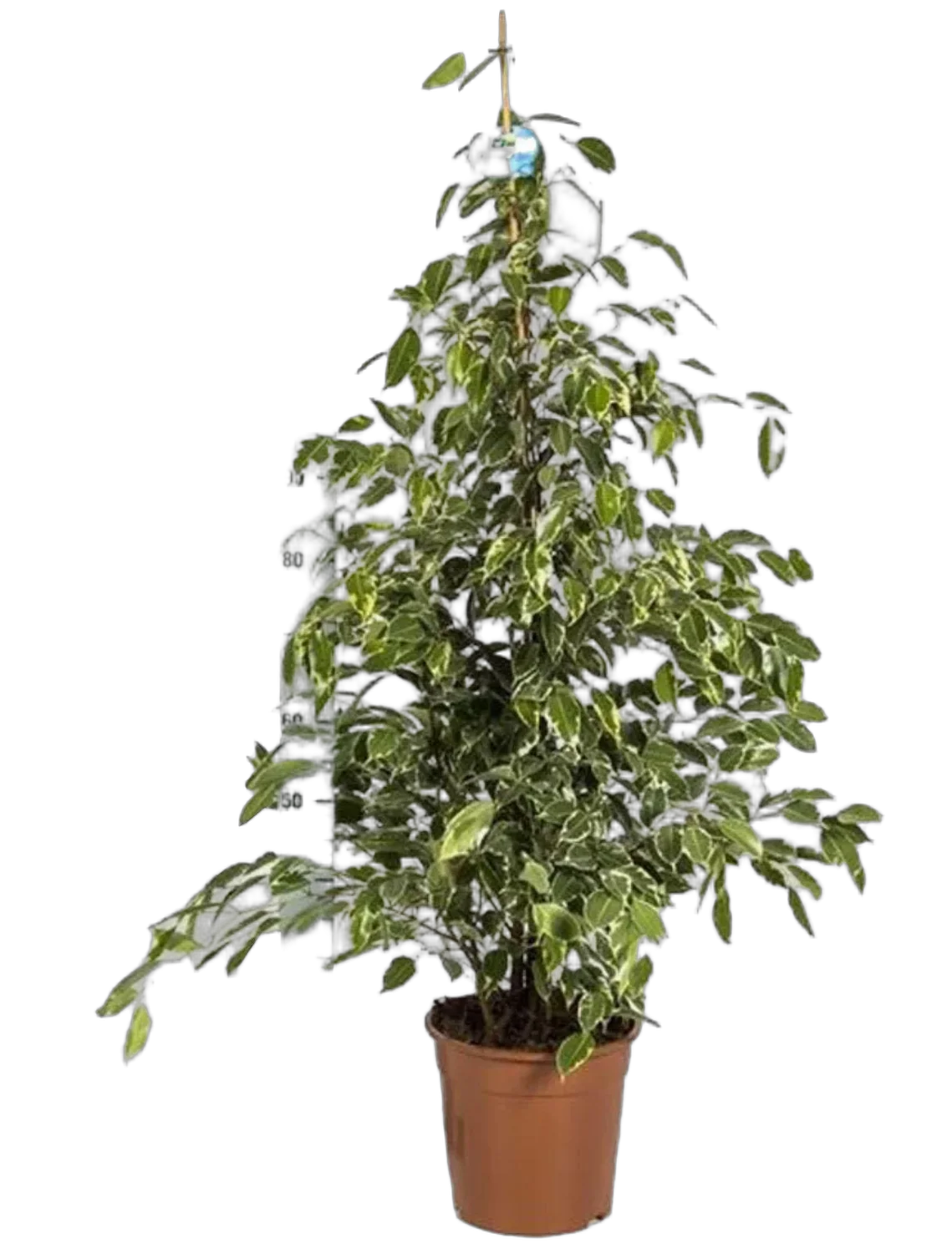 Фикус Бенджамина Голден Кинг - Ficus benjamina Golden King D30 H150