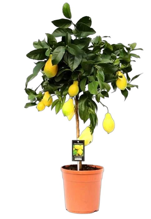 Лимон Мейера 90 см