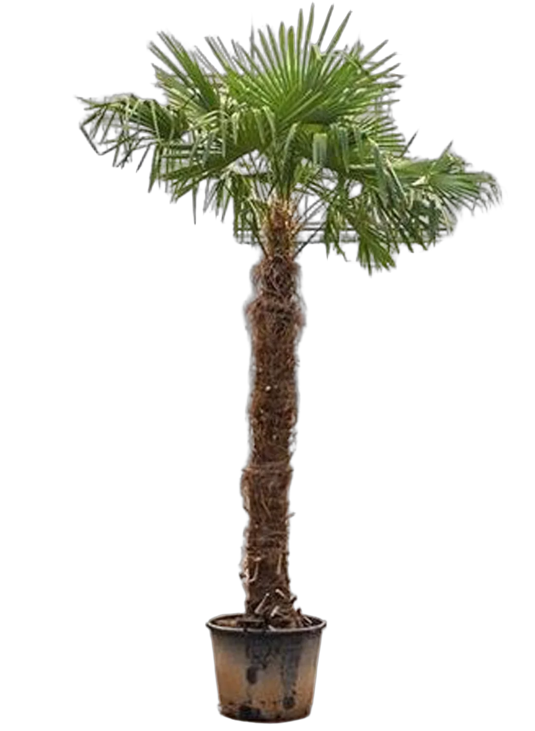 Пальма Трахикарпус форчуна - Trachycarpus Fortunei D65 H400
