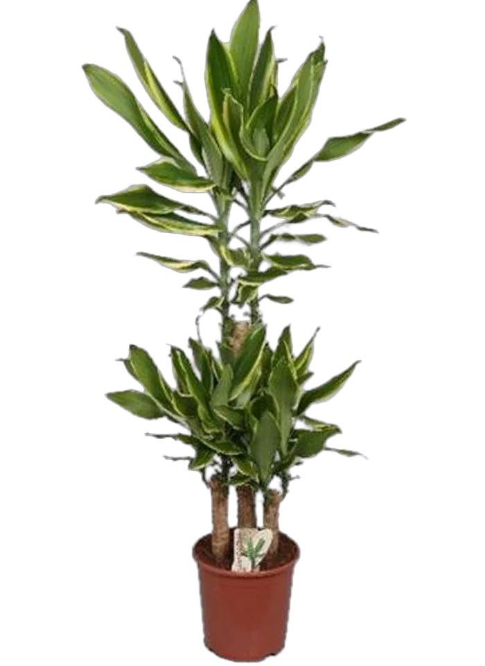 Драцена Фрагранс Голден Кост - Dracaena Fragrans Golden Coast D25 H130