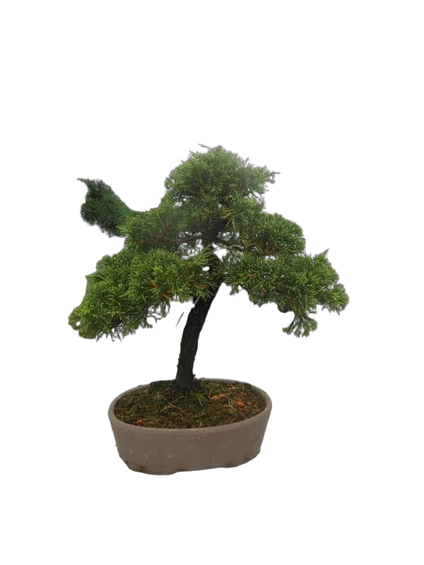 Бонсай Можжевельник - Bonsai Juniperus chinensis D17 H32