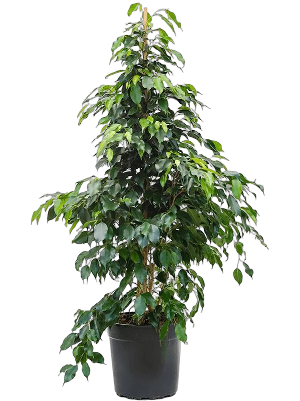 Фикус Бенджамина Даниэль - Ficus Benjamina Danielle D27 h130