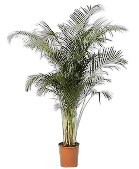 Пальма Арека D40 H210